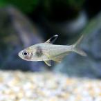 ( тропическая рыба ) кофе bean * Tetra ( bleed )(3 шт ) Hokkaido * Kyushu авиапочта необходимо теплоизоляция 