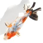 ( местного производства золотая рыбка ) один пункт предмет kya Rico Japanese wakin ... рыба место производство 13cm±(1 шт )