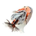 （国産金魚）一点物　オランダ獅子頭　ショートテール　１３ｃｍ±（１匹）