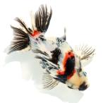 （金魚）一点物　ダルマ琉金ショートテール　１４ｃｍ±　（中国産）（１匹）