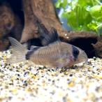 ( тропическая рыба ) Corydoras *metae( bleed )(3 шт ) Hokkaido авиапочта необходимо теплоизоляция 