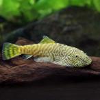 ( тропическая рыба ) Gold ласты Leopard * Hill Stream low chi(1 шт ) Okinawa доставка отдельно Hokkaido * Kyushu авиапочта необходимо теплоизоляция 