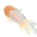 (国産金魚)一点物 オランダ獅子頭 17cm±(1匹)