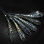 （めだか）ヒミツヘイキブルータイプメダカ　普通ヒレ　メダカ屋サバンナブリード（５匹）