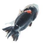 (金魚)一点物 トリカラーらんちゅう(中国産)16cm±(1匹)