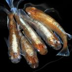 （めだか）スーパー銀鱗メダカ（５匹）