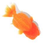 (国産金魚)一点物 らんちゅう素赤 12cm±(1匹)北海道航空便要保温