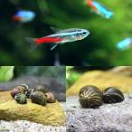( тропическая рыба ) neon Tetra (10 шт )+(B товар ) случайный kanoko.(4 шт ) Hokkaido авиапочта необходимо теплоизоляция 