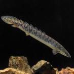 ( тропическая рыба ) поли pterus* Pal форель * Poe Lee L размер ( примерно 21~25cm)( wild )(1 шт ) Hokkaido авиапочта необходимо теплоизоляция 