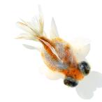 ( местного производства золотая рыбка ) один пункт предмет . глаз булавка pon жемчуг 7cm±(1 шт )