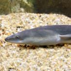 (淡水魚)一点物 パンダウナギ レアカラー 55±cm(1匹)