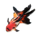 (金魚)一点物 トリカラー琉金 ブロードテール 18cm± (外国産)(1匹)