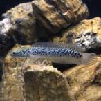 (熱帯魚)(B品)コウタイ ブルーダイヤモンド(1匹) 北海道航空便要保温