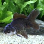 （金魚）羽衣オランダ獅子頭　６〜８ｃｍ（インドネシア産）（１匹）