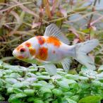 (国産金魚)キャリコ和金 フナ尾(3匹)