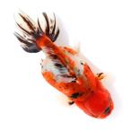 (国産金魚)一点物 東錦 薩摩産 18cm±(1匹)