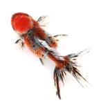 (国産金魚)一点物 東錦 薩摩産 17cm±(1匹)