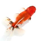 (国産金魚)一点物 東錦 変わり柄 薩摩産 17cm±(1匹)