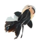 (国産金魚)一点物 トリカラーオランダ獅子頭 薩摩産 13cm±(1匹)