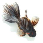 (国産金魚)一点物 ブロードテール琉金 薩摩産 16cm± (1匹)