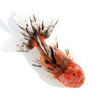 (国産金魚)一点物 東錦 変わり柄 薩摩産 16cm±(1匹)