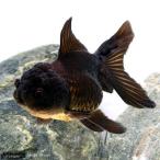 (金魚)黒オランダ獅子頭 6〜8cm(インドネシア産)(1匹)