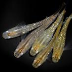 （めだか）自来也メダカ（５匹）