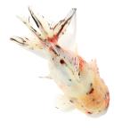 ショッピング金魚 （国産金魚）一点物　東錦　変わり柄　１７ｃｍ±（１匹）
