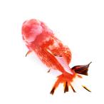 (国産金魚)一点物 東錦ショートテール変わり柄 薩摩産 15cm± (1匹)