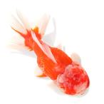 (国産金魚)一点物 桜東錦 ショートテール 薩摩産 14cm±(1匹)