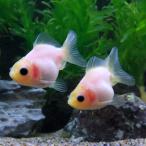 (国産金魚)ミルクオランダ獅子頭 ショートテール 薩摩産(3匹)