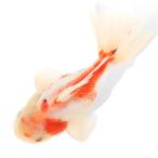 (金魚)一点物 桜東錦 ローズテール 14cm± (インドネシア産)(1匹)