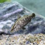 (淡水魚)アカメ SSサイズ(3匹)