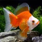 (国産金魚)ブロードテール琉金 色指定無し 薩摩産(1匹)
