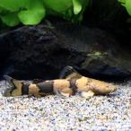 ( тропическая рыба )jau-pe гонг ( bleed )(1 шт ) Hokkaido * Kyushu авиапочта необходимо теплоизоляция 