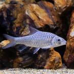 ( тропическая рыба ) высокий * Solo ites(1 шт ) Hokkaido * Kyushu авиапочта необходимо теплоизоляция 