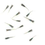 ( оризия ) нет выбор другой Neptune настоящий длинный ласты me Dakar . рыба (10 шт )