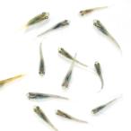 ( оризия ) нет выбор другой перо la трубочник Dakar . рыба (5 шт )