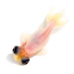 （国産金魚）一点物　ミルク出目丹鳳　１０ｃｍ±（１匹）　北海道航空便要保温