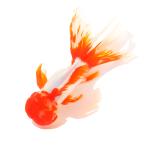 ( местного производства золотая рыбка ) один пункт предмет . рисовое поле Голландия Lion Mask 3 лет 19cm±(1 шт )