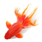 ショッピング金魚 （国産金魚）一点物　飯田琉金　３歳　１６ｃｍ±（１匹）