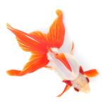 ショッピング金魚 （国産金魚）一点物　飯田琉金　３歳　１６ｃｍ±（１匹）