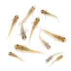 ショッピングメダカ （めだか）無選別　クリームフェザーライトメダカ　稚魚（５匹）