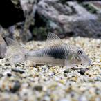 �i�M�ы��j�R���h���X�E�����h�j�A�V�i���C���h�j�i�P�C�j�@�k�C���E��B�q��֗v�ۉ�