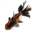 ショッピング金魚 （金魚）一点物　タイガーオランダ獅子頭　１７ｃｍ±（外国産）（１匹）