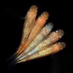 （めだか）プリンスレッドメダカ（１０匹）