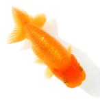 ショッピング金魚 （国産金魚）一点物　らんちゅう素赤　１０ｃｍ±（１匹）北海道航空便要保温