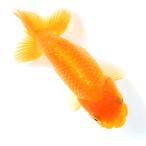 ショッピング金魚 （国産金魚）一点物　らんちゅう素赤　１１ｃｍ±（１匹）北海道航空便要保温