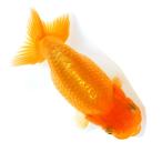 ショッピング金魚 （国産金魚）一点物　らんちゅう素赤　１１ｃｍ±（１匹）北海道航空便要保温