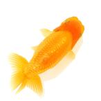 ショッピング金魚 （国産金魚）一点物　らんちゅう素赤　１０ｃｍ±（１匹）北海道航空便要保温